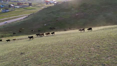 Imágenes-De-Drones-De-Ganado-Pastando-En-Una-Colina-A-Las-Afueras-De-Ulaanbaatar,-Mongolia