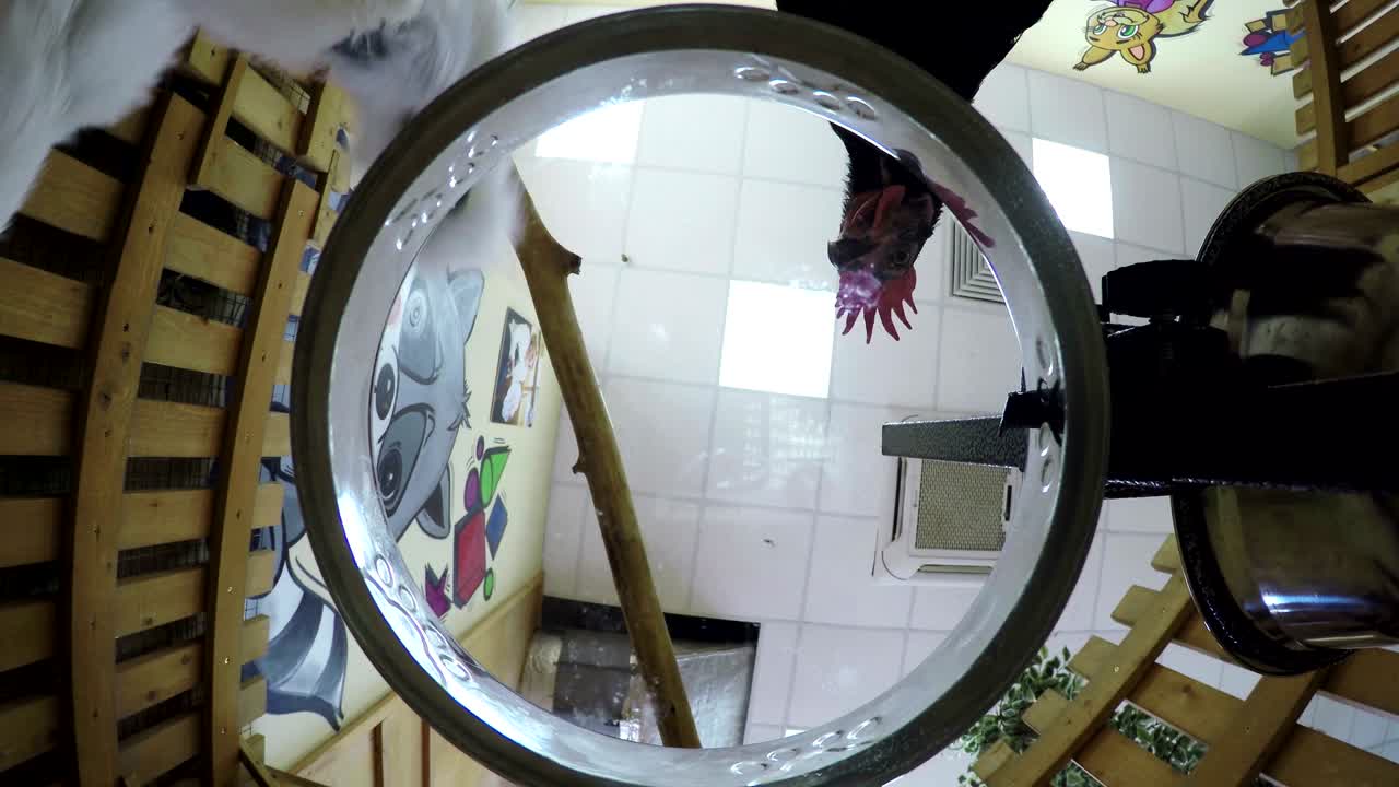 hombre mayor feliz alimentando pollo y gallo en el zoológico de mascotas uvas verdes. gallina negra, pollo blanco, gallo alimentado de un cuenco de fondo transparente, aficionado a las uvas verdes, el grano y las semillas