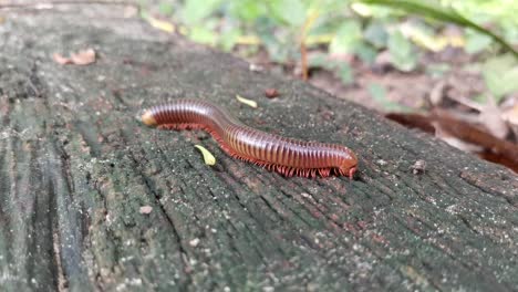 Millipede-Crawling-on-Wood-Close-Up-Shot-of-Nature-in-Thailand