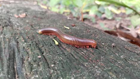 millipede crawling on wood close up shot of nature in thailand