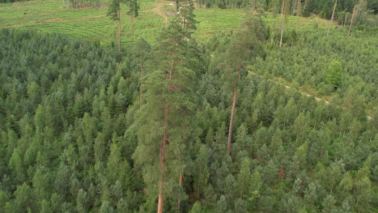 Dense forest with tall, straight pine trees rising above a lush green undergrowth, creating a serene and natural woodland landscape