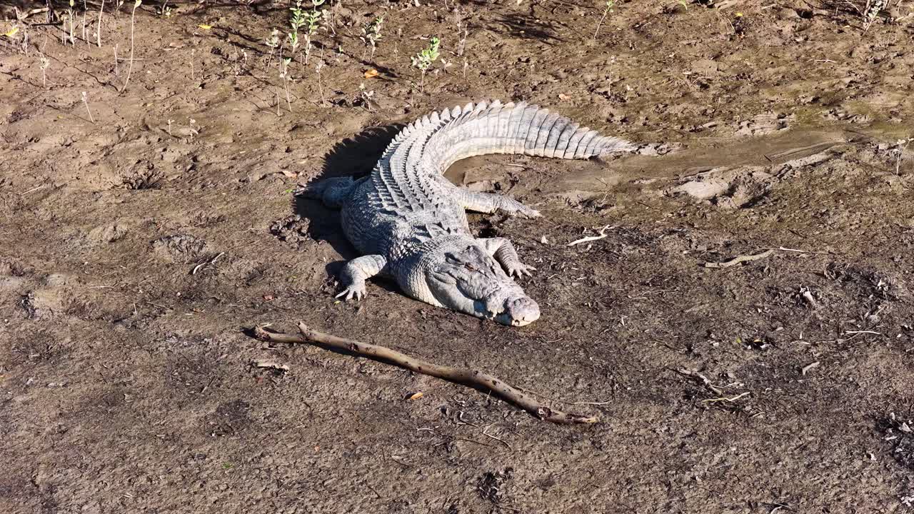 Aerial view of a saltwater crocodile lying on a muddy riverbank under natural sunlight