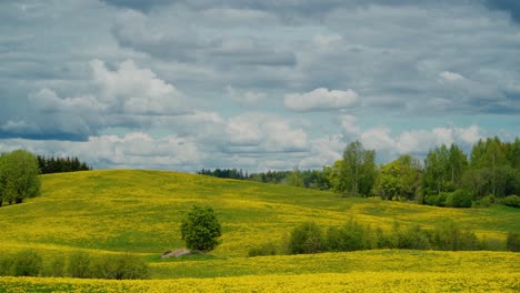 Campo-De-Diente-De-León-En-Un-Brillante-Día-De-Primavera