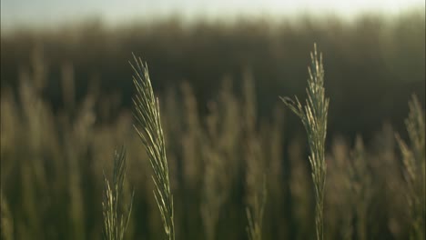 light from summer sunset shining on wheat and grass on a farm in cinematic slow motion