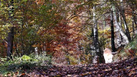 Zwei-Hunde,-Die-In-Zeitlupe-Auf-Die-Kamera-Zuliefen,-Warfen-Die-Bäume-Auf-Einen-Fußweg