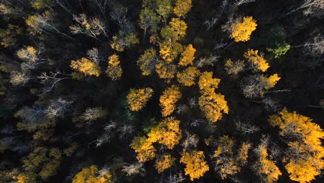 Orbiting-drone-4K-shot-of-many-yellow-treetops-illuminated-by-the-sun-at-sunset-in-Alberta,-Canada