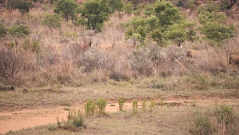 estampida de antílopes blesbuck corriendo en la hierba de la sabana africana
