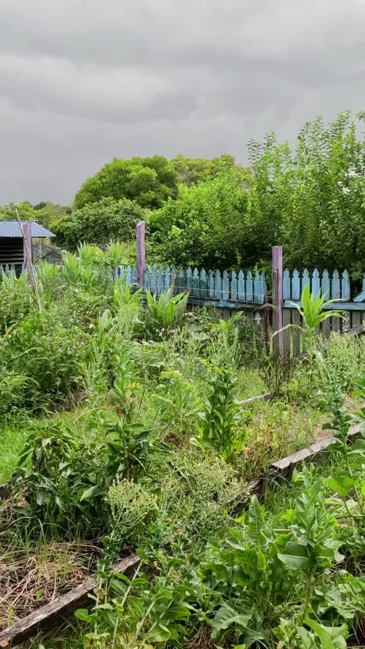Jalan-jalan di sebidang kebun komunitas yang rimbun