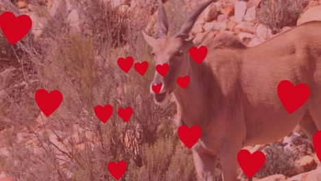 Animation-of-hearts-over-antelope-on-savanna
