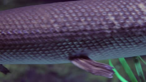 Fish-longnose-gar-(Lepisosteus-osseus),-also-known-as-longnose-garpike,-and-billy-gar,-is-a-ray-finned-fish-in-the-family-Lepisosteidae.