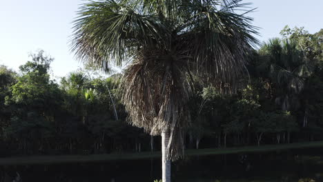 Palmera-Buriti-En-Un-Lago-En-El-Amazonas