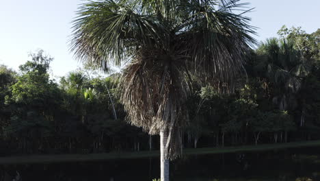 palmera buriti en un lago en el amazonas