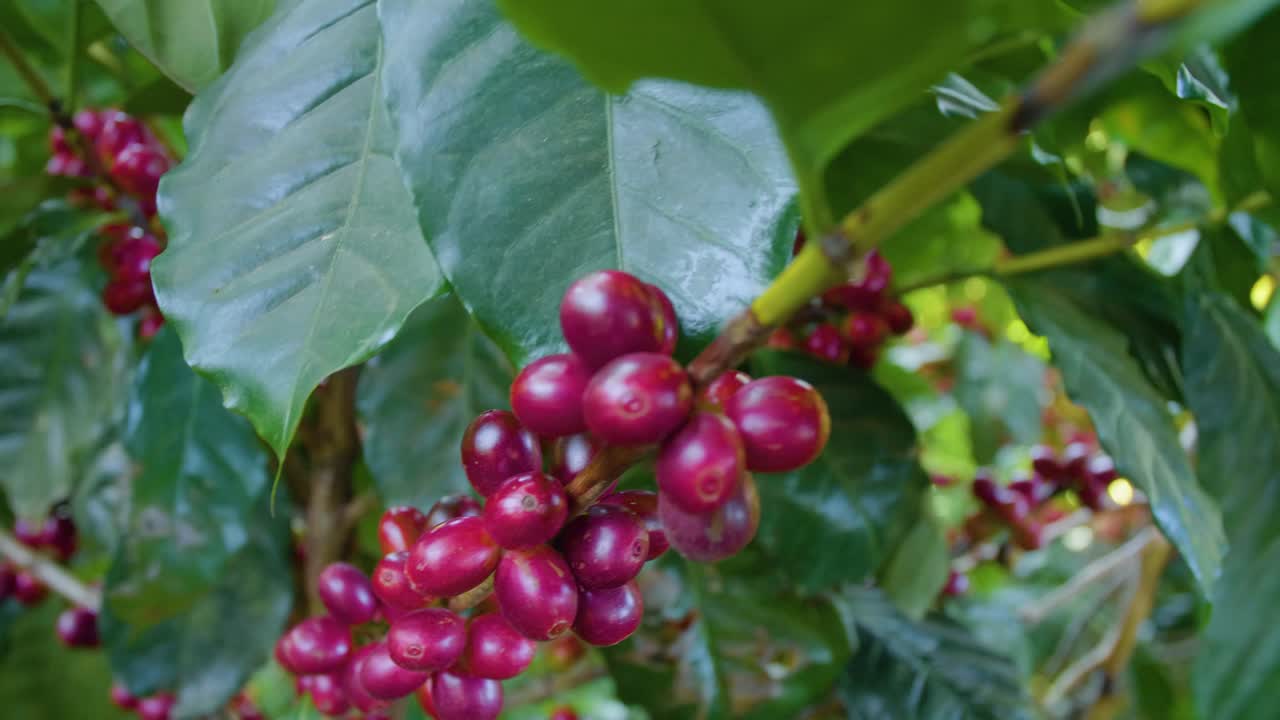 una planta de café llena de granos de café maduros rojos en un campo ventoso