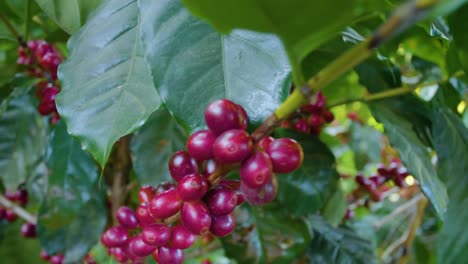 a coffee plant filled with red ripe coffee beans fruit in a windy field