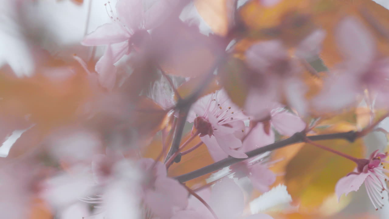 Close-up view of clustered pink flowers with a dynamic, blurred orange background, focusing on delicate pink petals