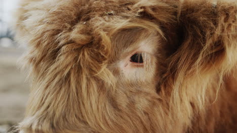 the chicken plan of the bull, the eye as on the brown fluffy mat looks into the camera