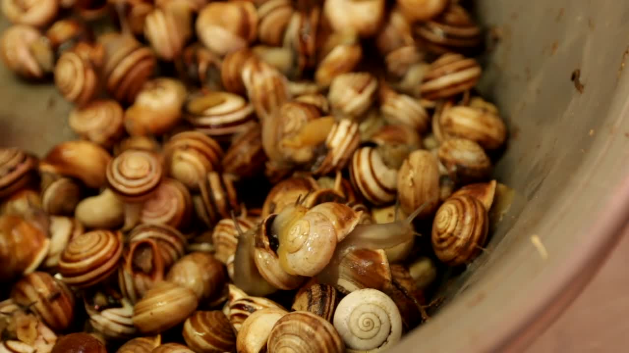 zoom en vista de caracoles escargot vivos y arrastrándose en un tazón en el mercado local de valencia españa europa