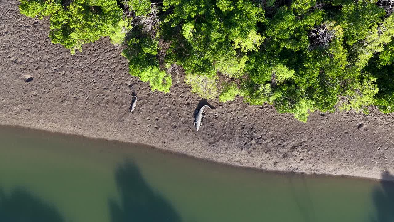 Aerial footage captures a crocodile resting on a riverbank surrounded by lush greenery in Port Douglas, Australia
