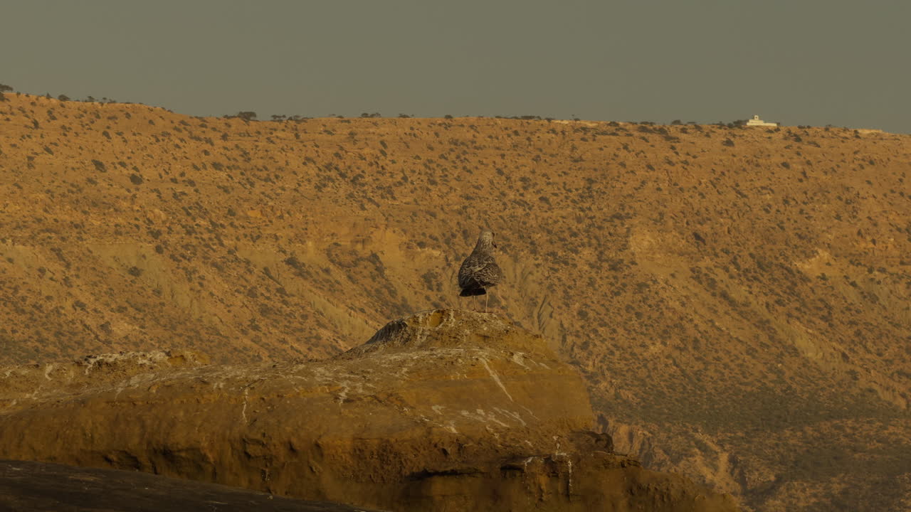 Gull on Clifftop, Mountain View