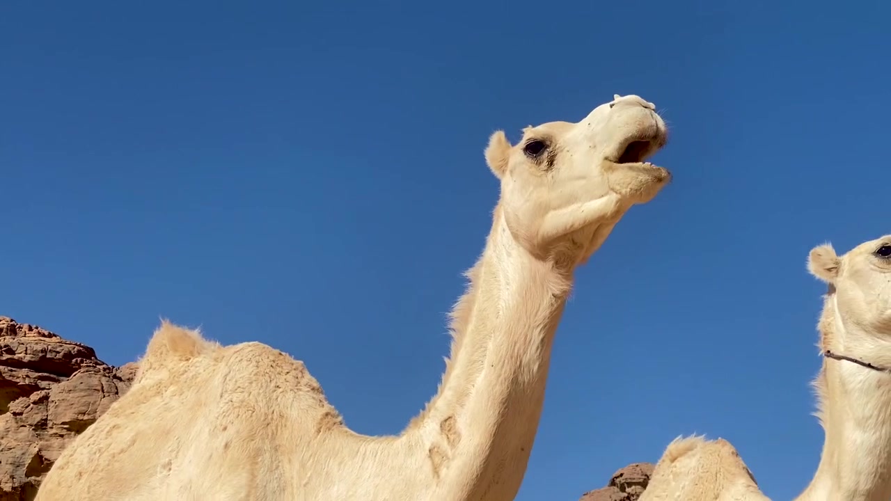 Vista em close-up de camelos pastando em vegetação desértica esparsa em uma paisagem rochosa e arenosa, com as pernas amarradas por cordas em um ambiente ensolarado