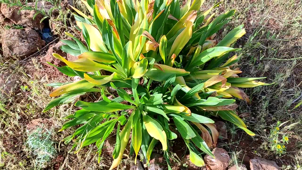 planta de squill de mar verde que crece en el norte de marruecos, cebolla de mar
