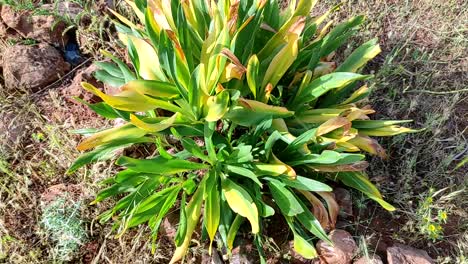 Planta-De-Squill-De-Mar-Verde-Que-Crece-En-El-Norte-De-Marruecos,-Cebolla-De-Mar