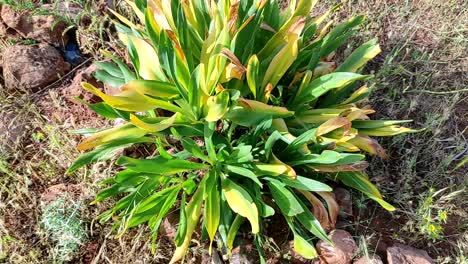 planta de squill de mar verde que crece en el norte de marruecos, cebolla de mar