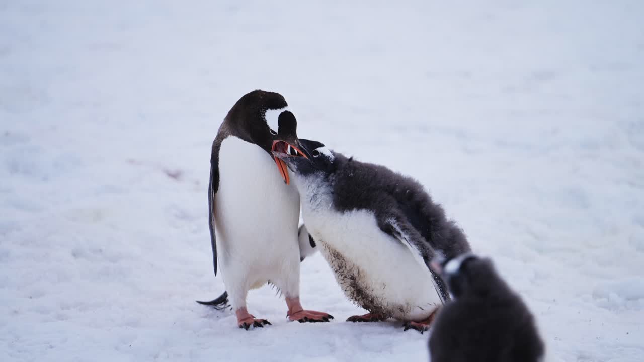 bebé pingüino y madre alimentándose en la antártida, jóvenes pingüinos hambrientos polluelo con la madre regurgitando comida para alimentarlo, vida silvestre y animales bebés en la península antártica en la nieve de invierno