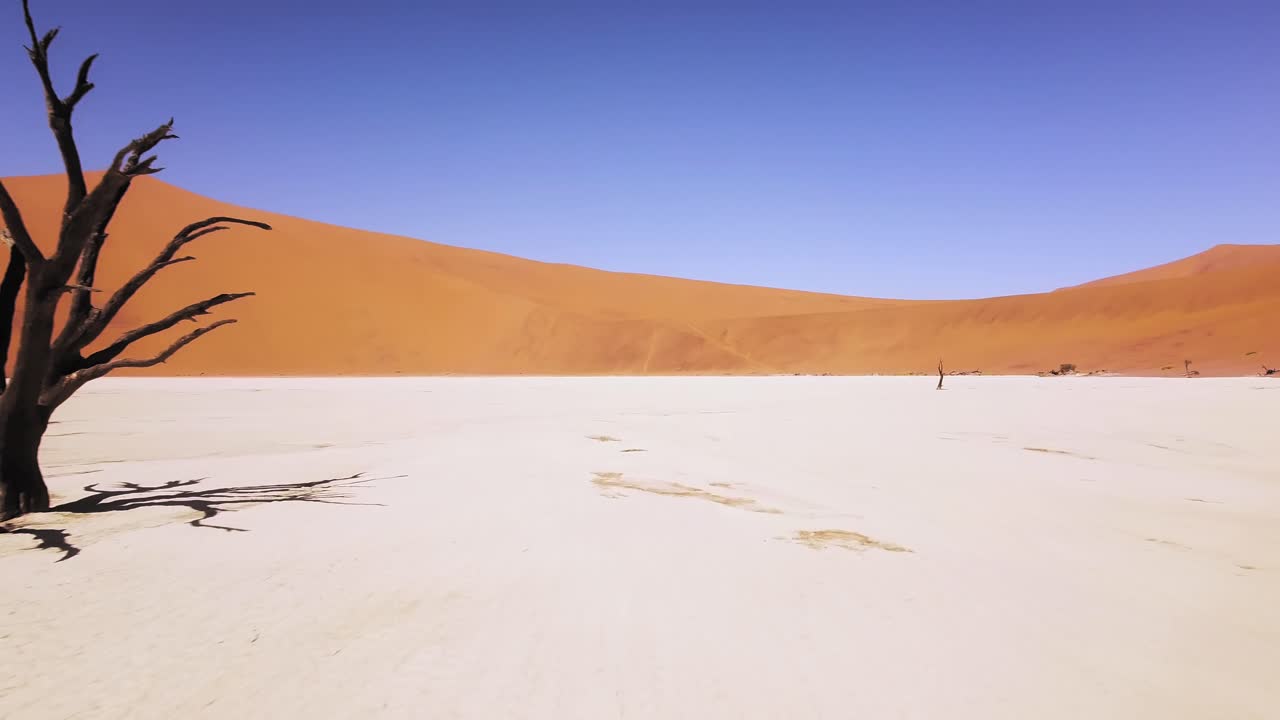 4k 드론이 죽은 낙타 가시 나무를 날고 deadvlei, sosusvlei 근처, namib-naukluft 공원, 나미비아