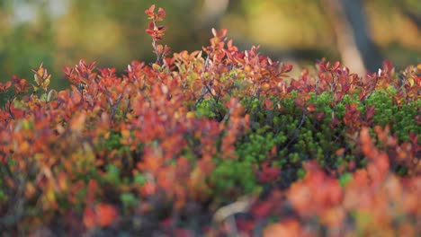 tiny blueberry and cranberry shrubs with bright red leaves on the soft green carpet of moss and evergreens