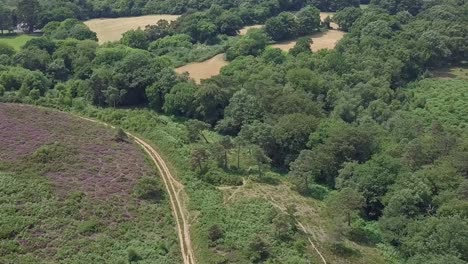 Flying-over-a-purple-and-green-forest-landscape,-Aerial-Pan-Left,-STATIC-CROP