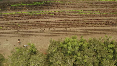 Antenne-Einer-Kleinen-Bio-Salatfarm-Mit-Zwei-Arbeitern,-Die-Die-Ernte-Vorbereiten