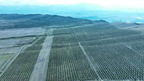 aerial shot of an expansive agricultural walnut trees field, with straight rows of crops spread over a large area. the vastness of the farmland suggests large-scale farming operations