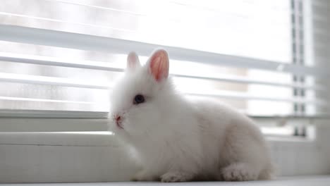 adorable white fluffy bunny by window blinds