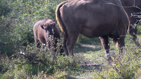 european bison bonasus calf trying to suckle from its mother, czechia