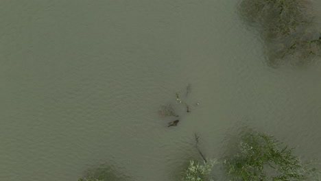 Trees-Sunken-In-Muddy-Water-On-Flooded-Pasture-After-A-Heavy-Rainy-Storm