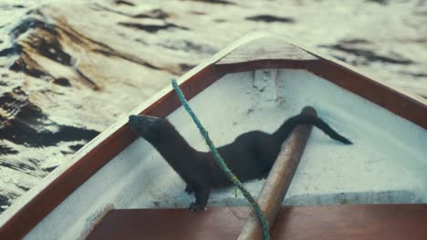 Wild-mink-on-bow-of-boat-jumping-into-water