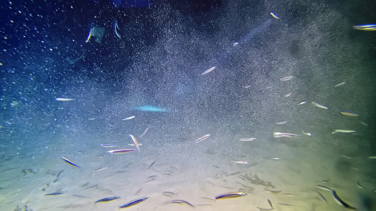 수중 동굴 바닥에 있는 작은 은어 떼