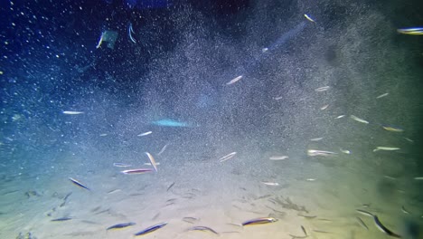 Shoal-of-little-silver-fish-at-the-bottom-of-underwater-cave