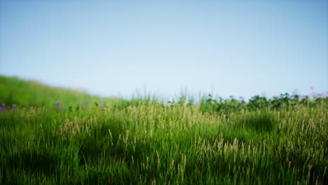 field of green fresh grass under blue sky