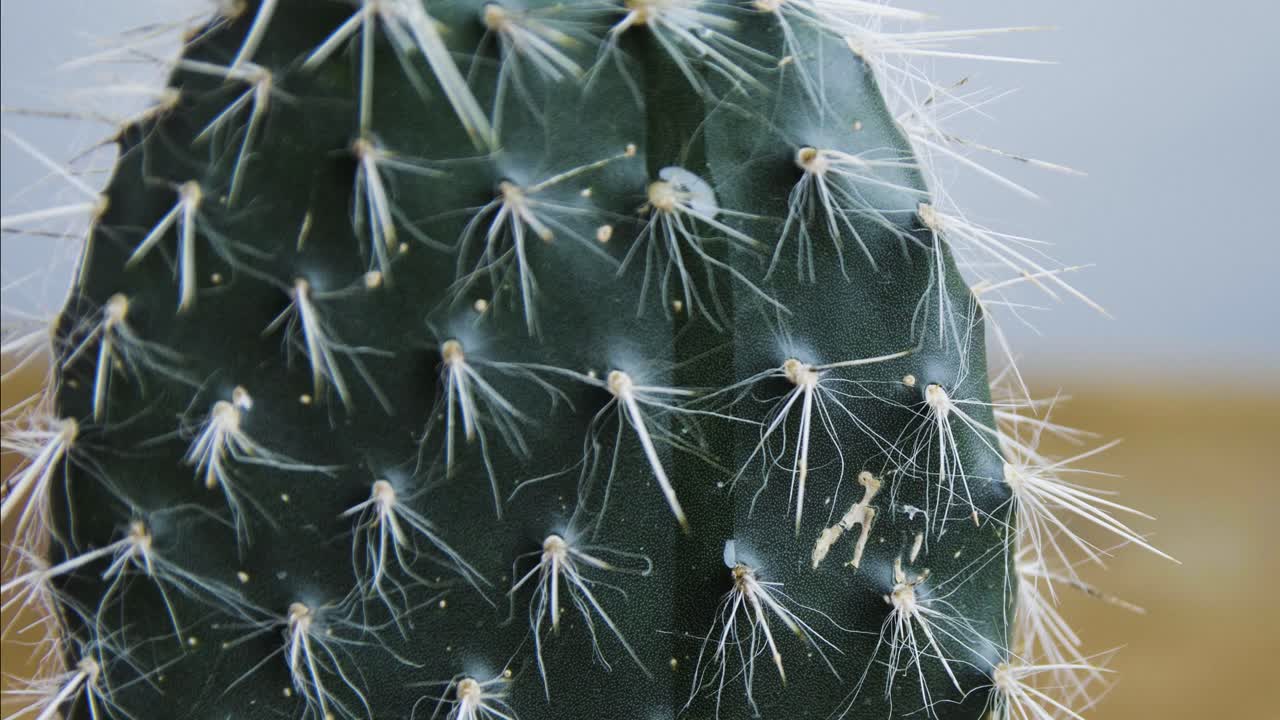 cactus con una gota de aceite que fluye estática en 4k