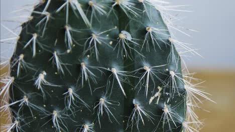 cactus with a drop of oil flowing down static in 4k