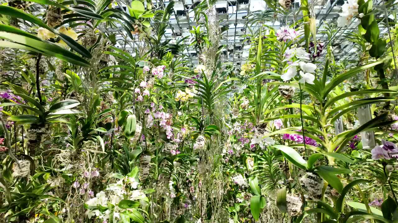 Orchid Display in a Botanical Garden