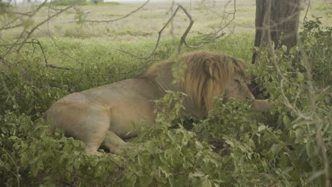 male lion sleeping in the shadow of a tree, serengeti national park, tanzania