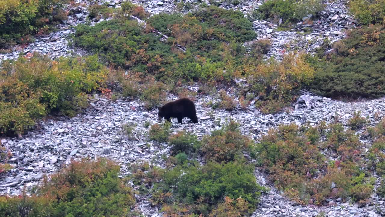 Svartbjörn i Glacier nationalpark, Montana i slutet av säsongen med höstfärger