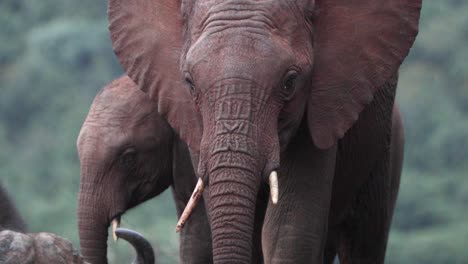 African-Elephants-On-Their-Natural-Habitat-In-Protected-Park