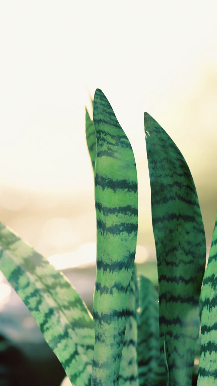 Snake plant in natural light near water setting captures plant beauty