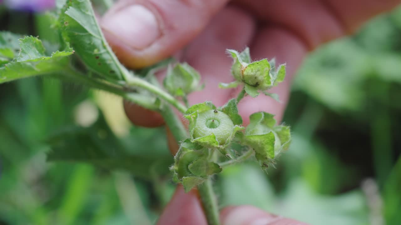 primer plano malva parviflora nutlets manos apuntando a la cámara, estático, día