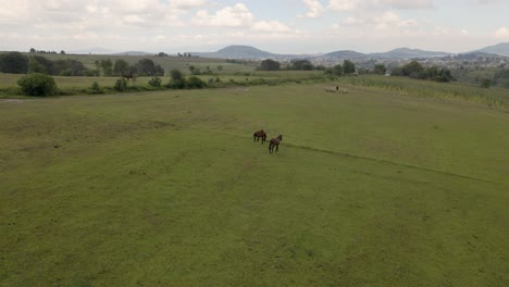 drone flying of two horses grazing at monument valley in mexico