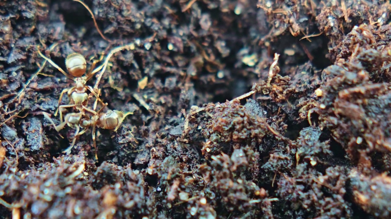 Close-up of ant carrying larva while interacting with another ant